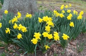 Daffodils. Photo by Ellen Barcel