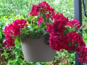 Geraniums are drought-tolerant plants. Even in containers they need less water than most plants. Photo by Ellen Barcel