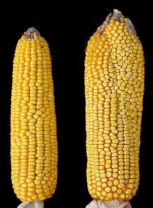Above left, normal corn and, right, corn with a weakened Fea3 mutation. The mutated corn has up to 50 percent more yield. Photo by Byoung Il Je