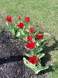 Tulips. Photo by Ellen Barcel