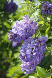 Wisteria is an aggressive vine that needs a fair amount of pruning to keep it in check
