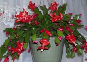 Christmas cactus need dark and cool night temperatures to form buds. Photo by Ellen Barcel