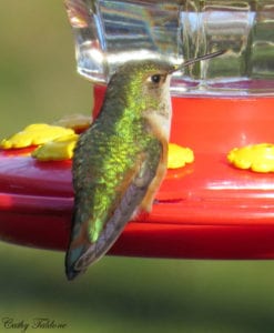 Above, the second hummingbird spotted at a feeder in Aquebogue. Photo by Cathy Taldone