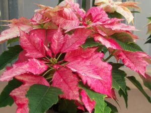 Look for poinsettias with the yellow center flowers still closed. They will last longer. Photo by Ellen Barcel