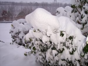 Remove heavy wet snow from bent branches if can be done safely. Photo by Ellen Barcel