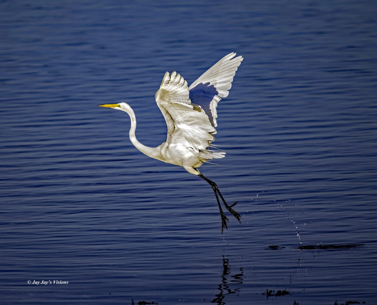 07-31-15GreatEgret,LongIsland,NY | TBR News Media