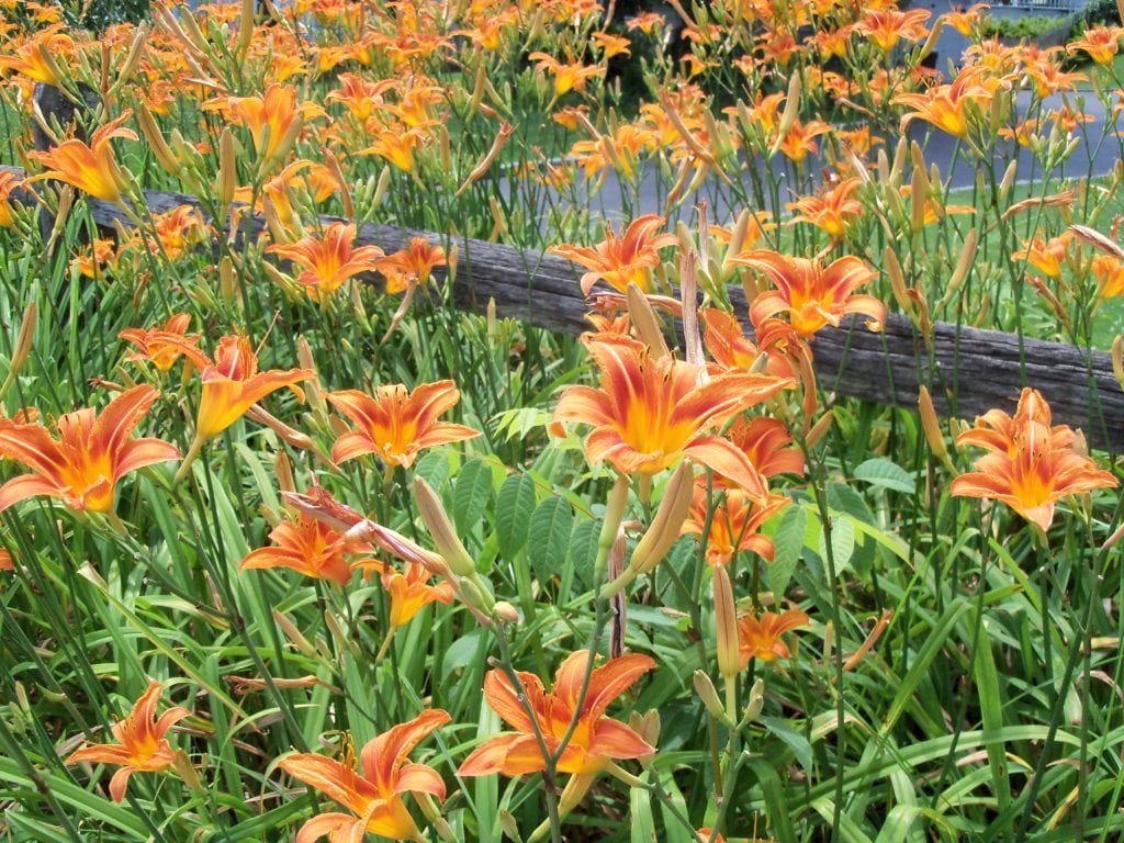 Long Island Gardening: Growing daylilies in the garden TBR News Media Long Island Gardening: Growing daylilies in the garden TBR News Media