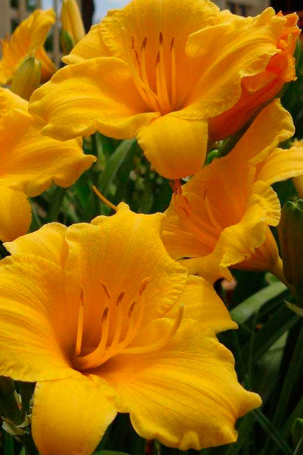 Stella-De-Oro-daylily-002w | TBR News Media 