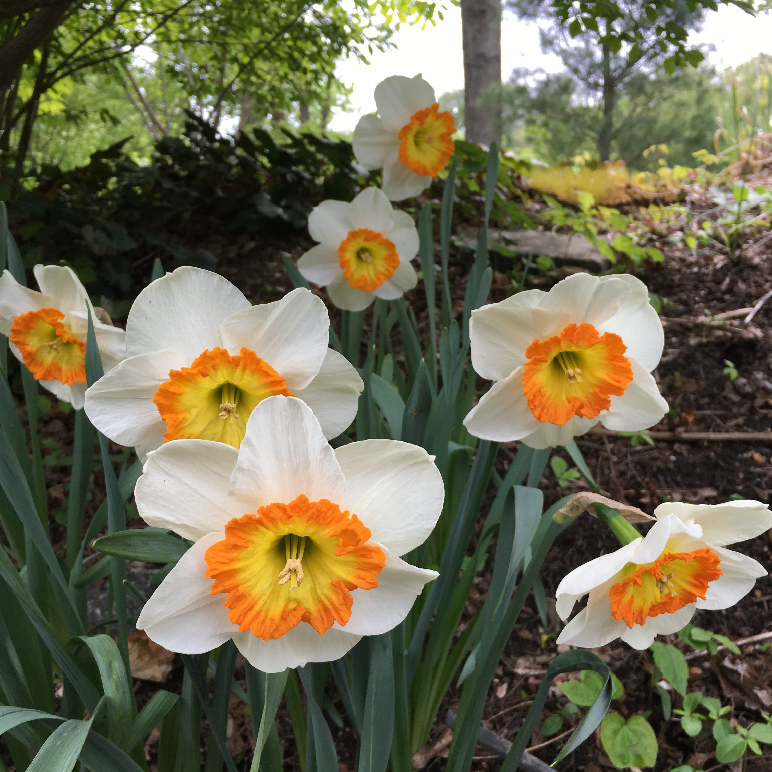 Can i plant daffodils in the spring information | chocmales