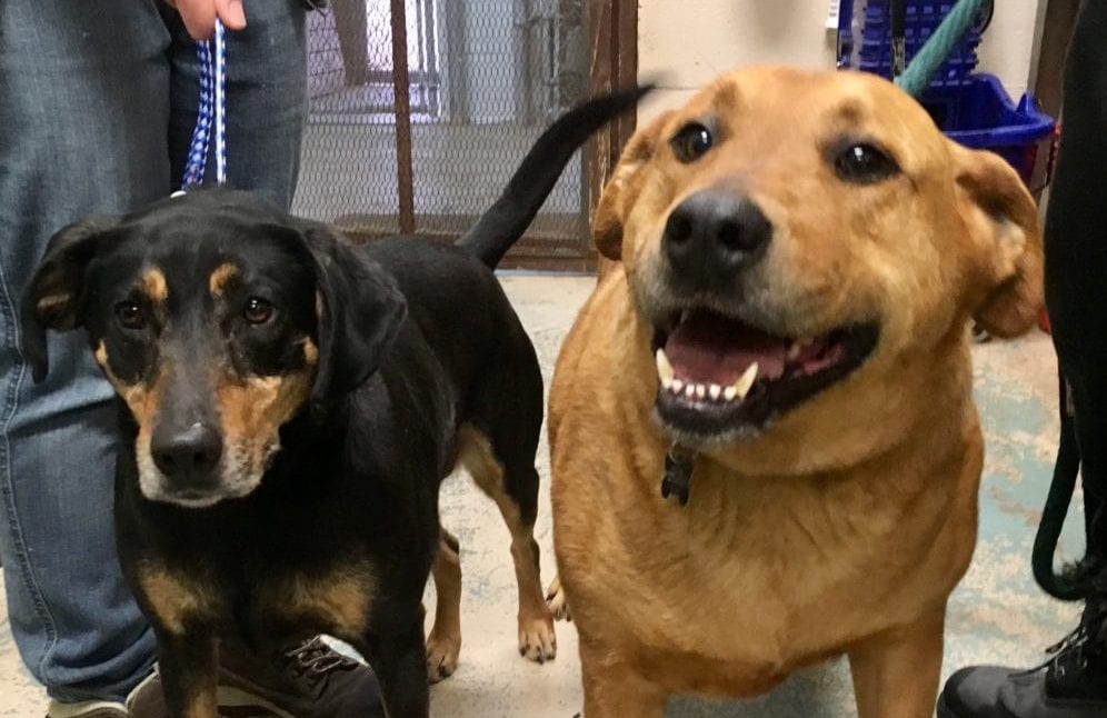Shelter Pets of the Week: Dudley and Shania | TBR News Media