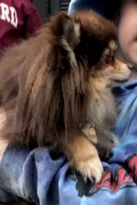 Gucci the pomeranian saved its owner from a house fire