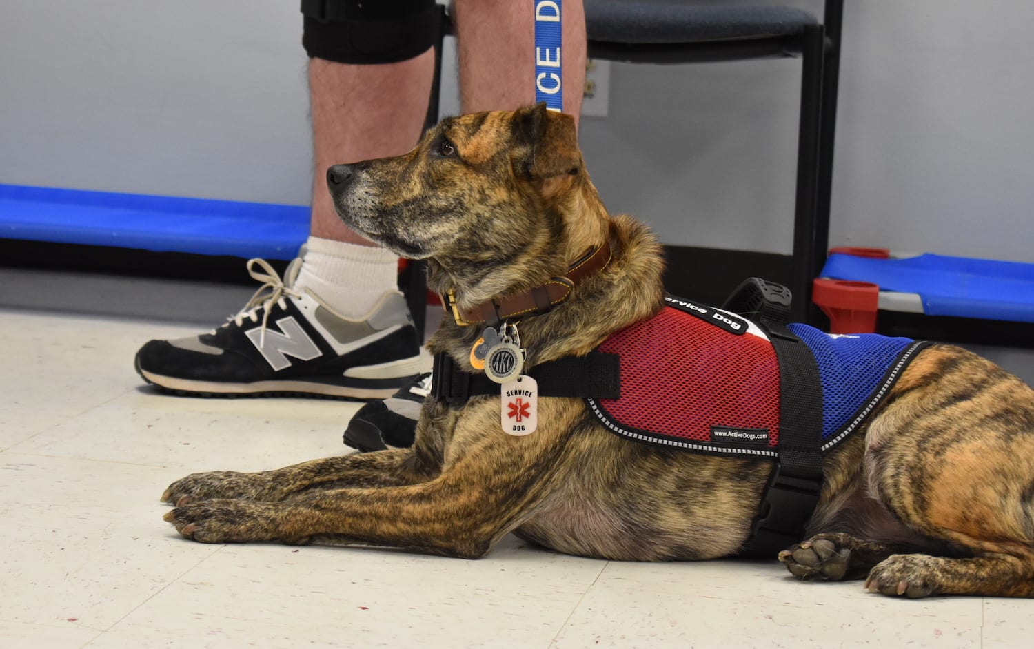 are service dogs allowed in bars