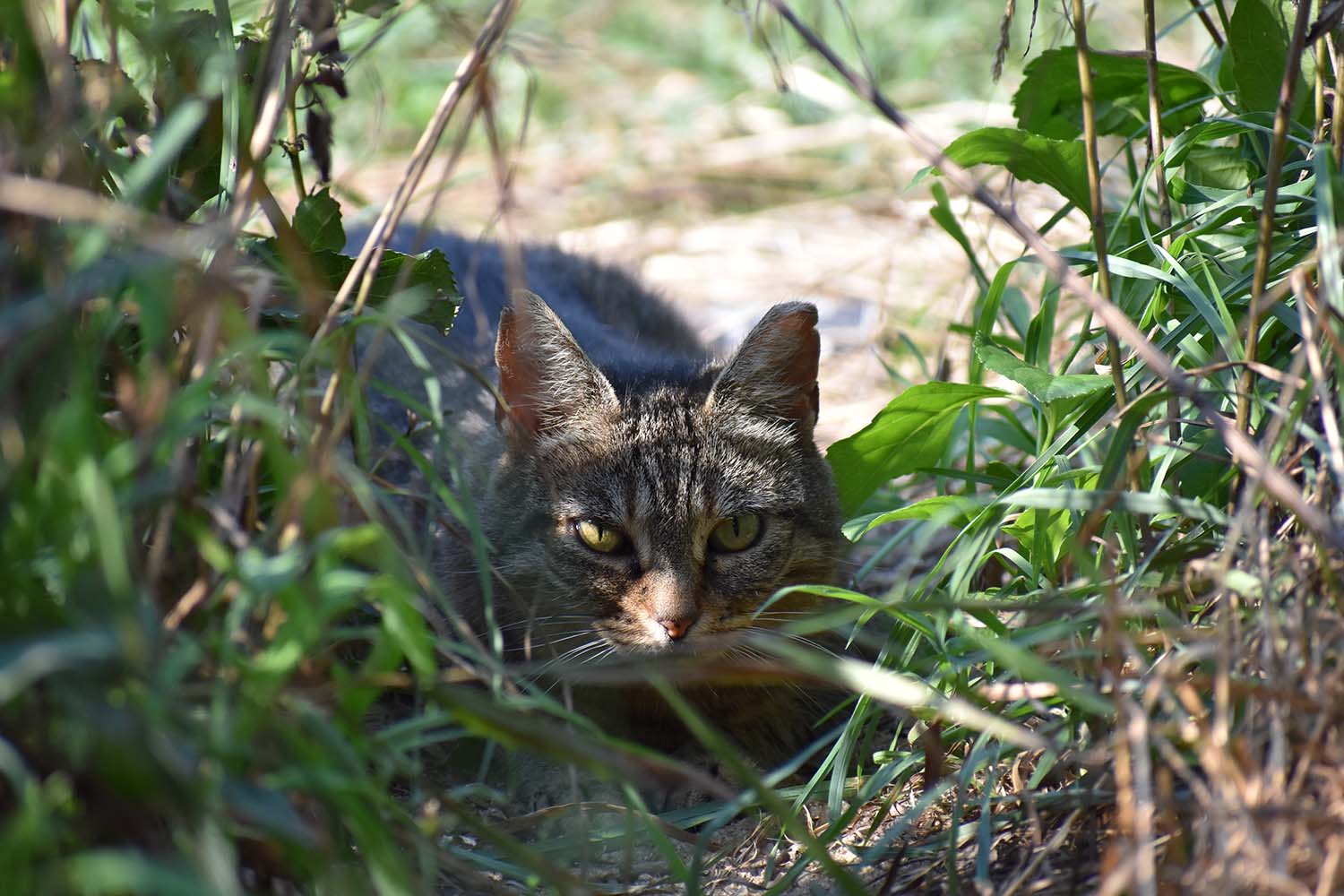 feral cats in the wild