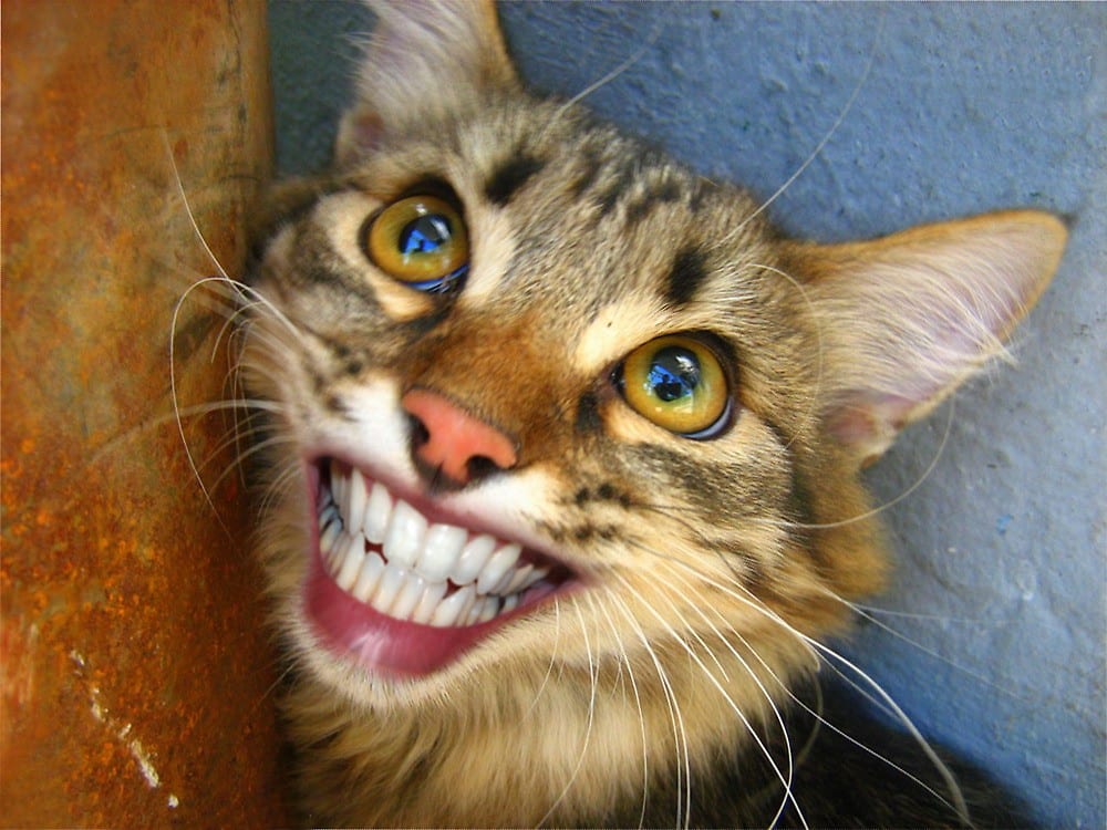 a cat smiling