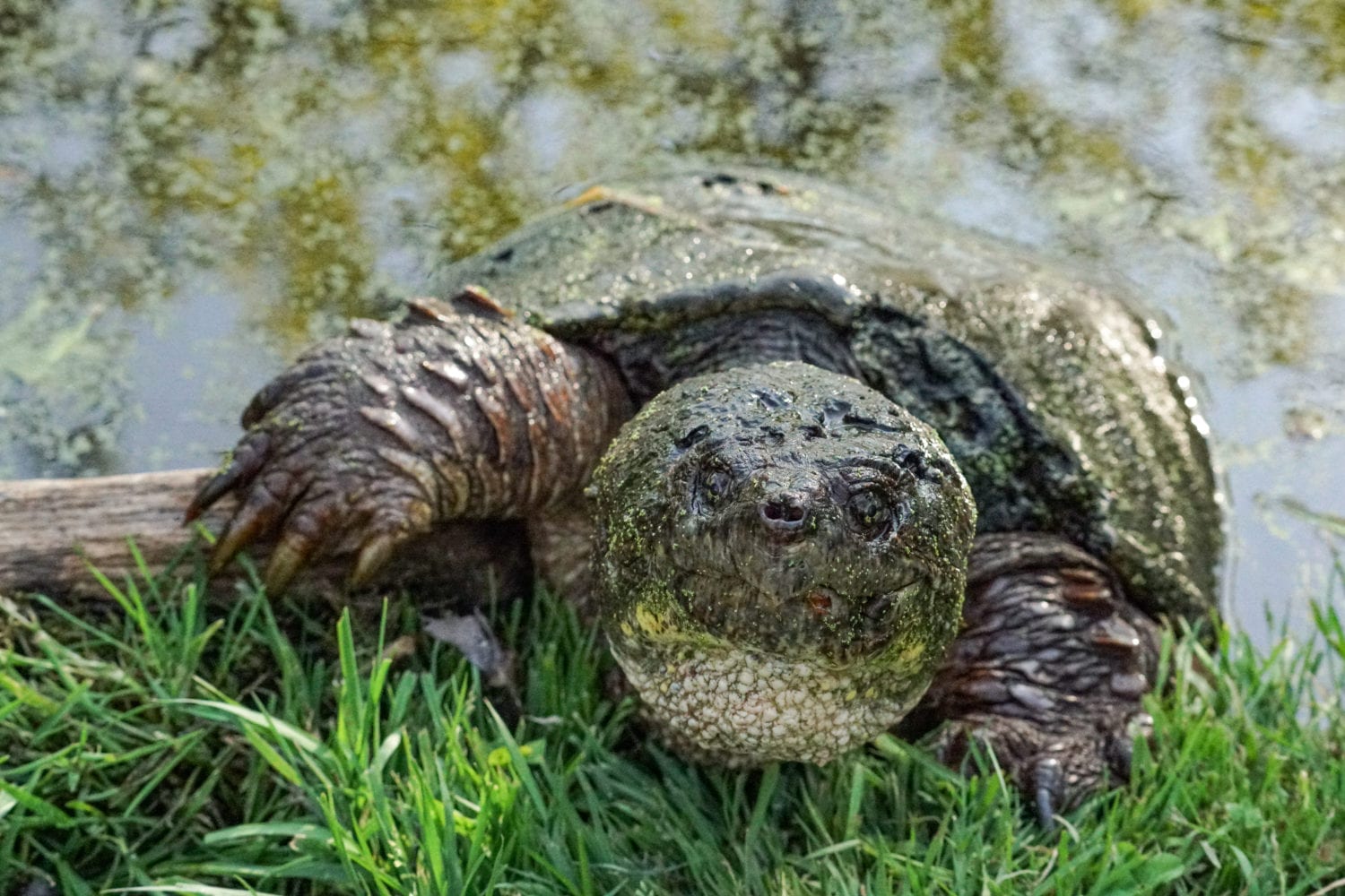 ALAGO-Common Snapping Turtle the Green Monster-03803- | TBR News Media