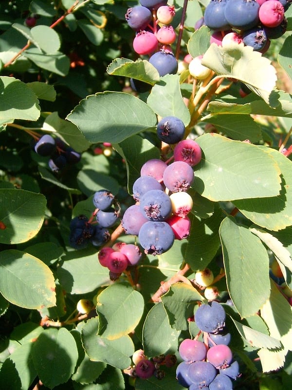 Your Turn: Shadbush – The plant with many names | TBR News Media