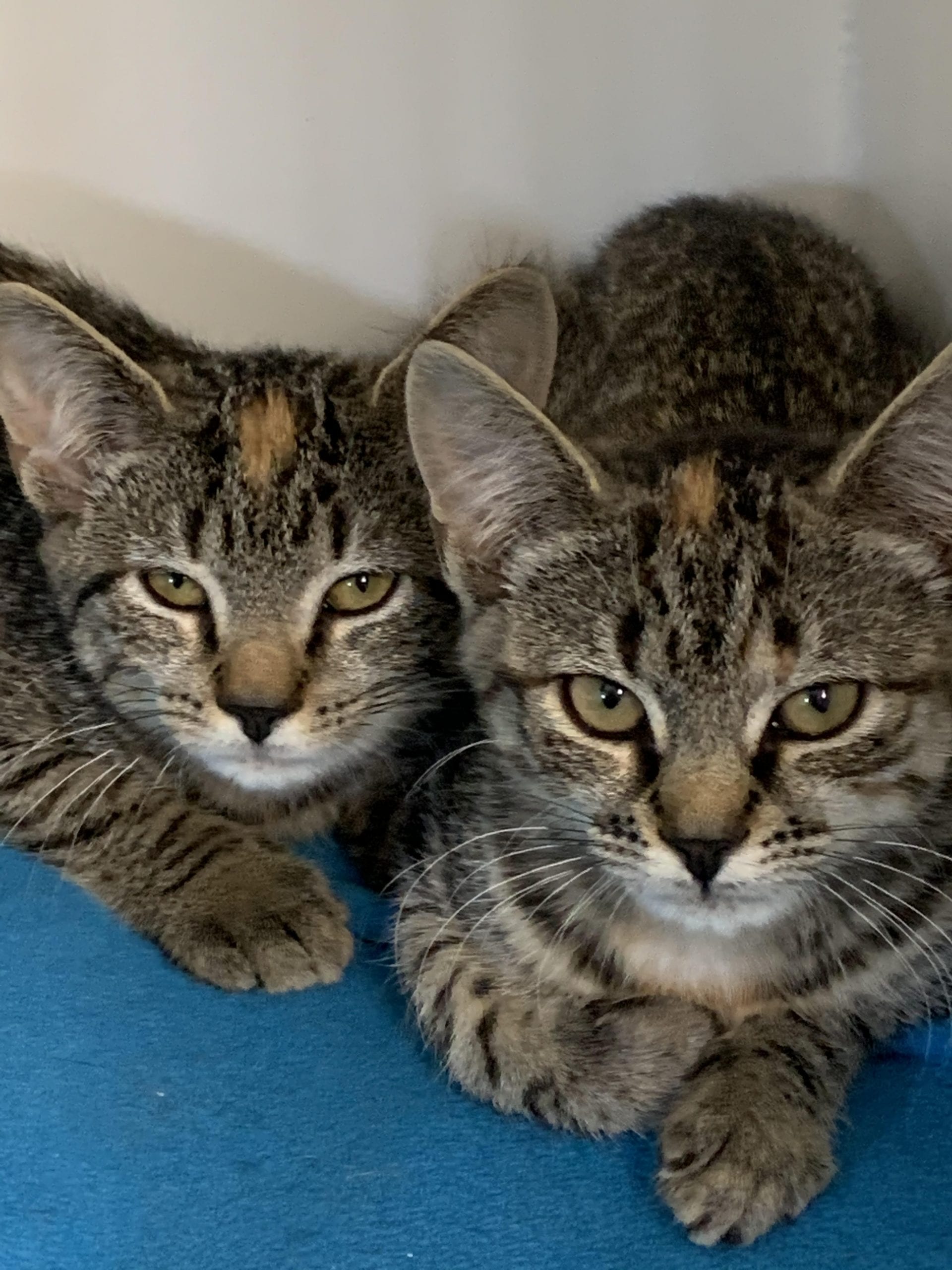 Shelter Pets of the Week: Kittens! | TBR News Media