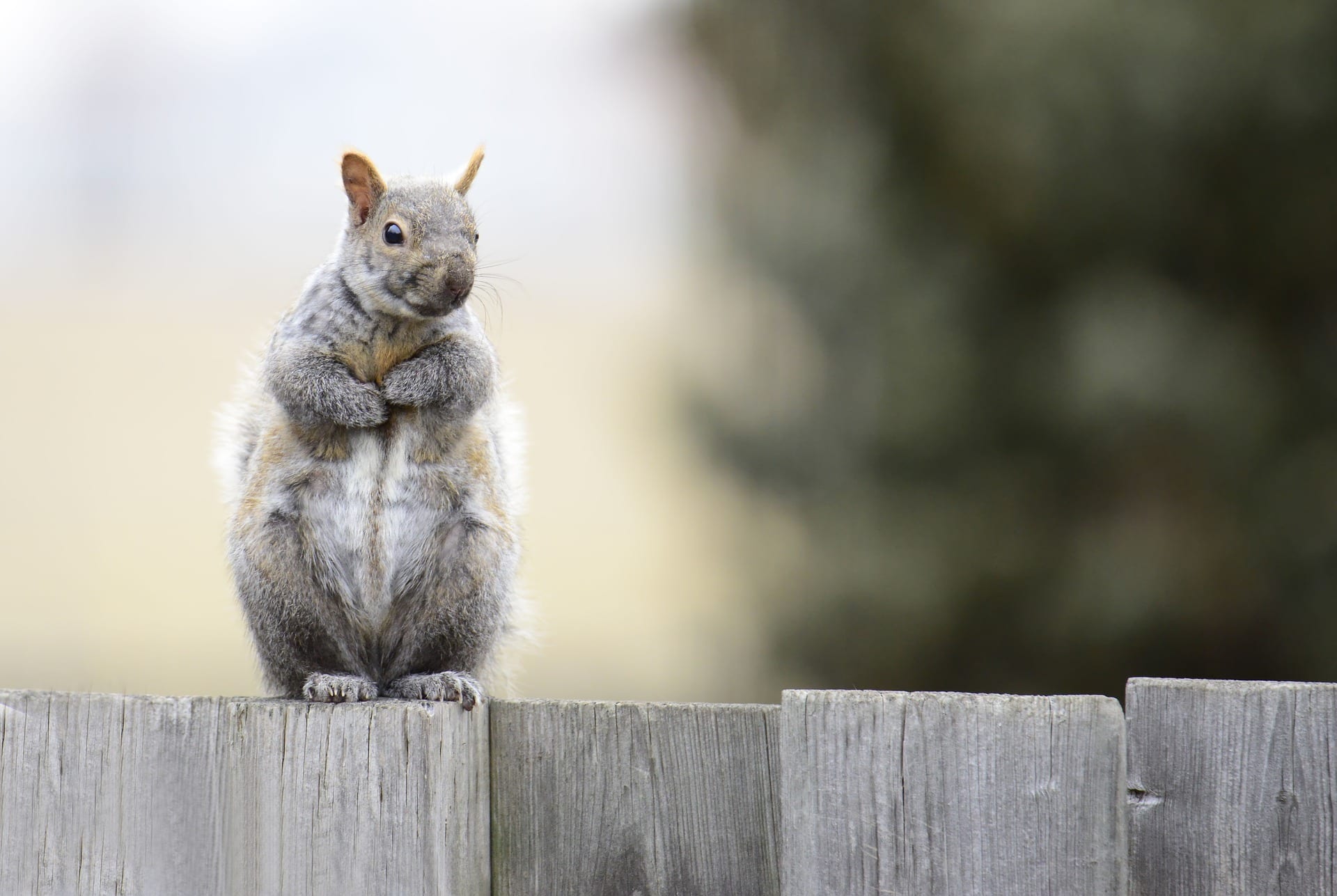 regn interferens sekvens Nature Matters: A fondness for squirrels | TBR News Media