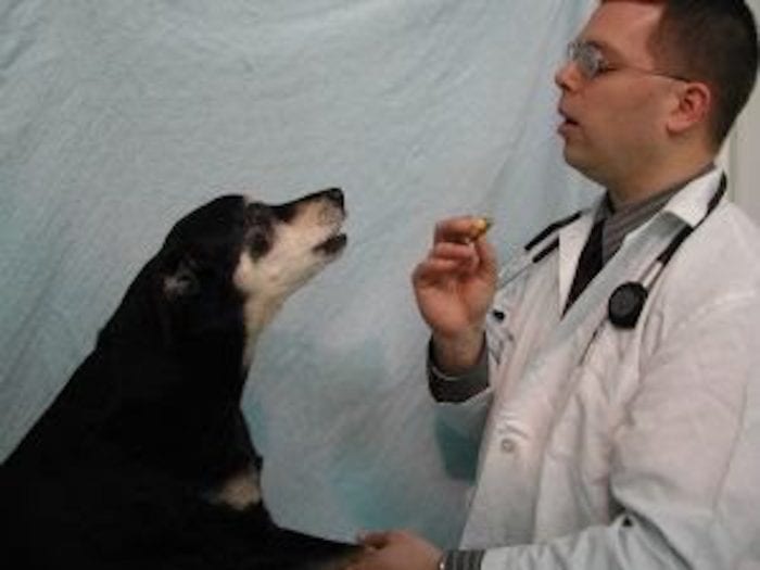 Veterinary Medicine | TBR News Media