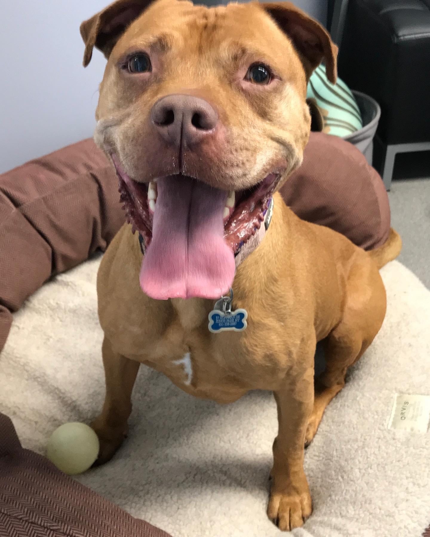 Shelter Pet of the Week: Cookie | TBR News Media