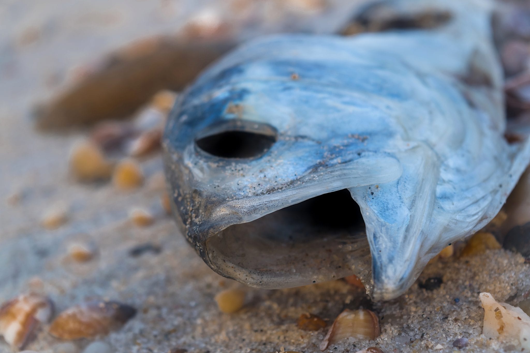 residents-spot-dead-fish-on-north-shore-beaches-tbr-news-media