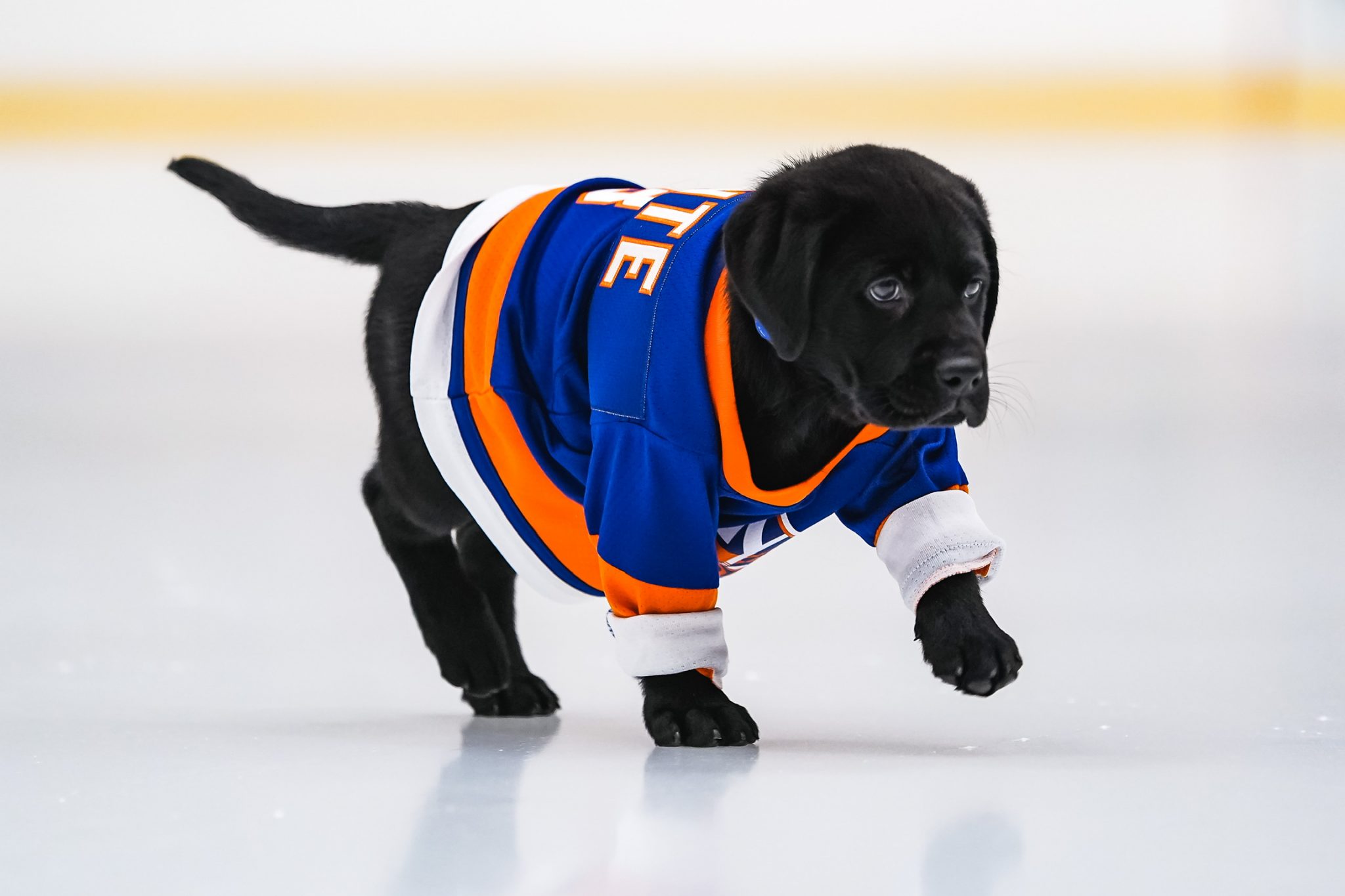 Islanders fans votes are in, the third New York Islanders' Puppy With a  Purpose® will be named 'Monte