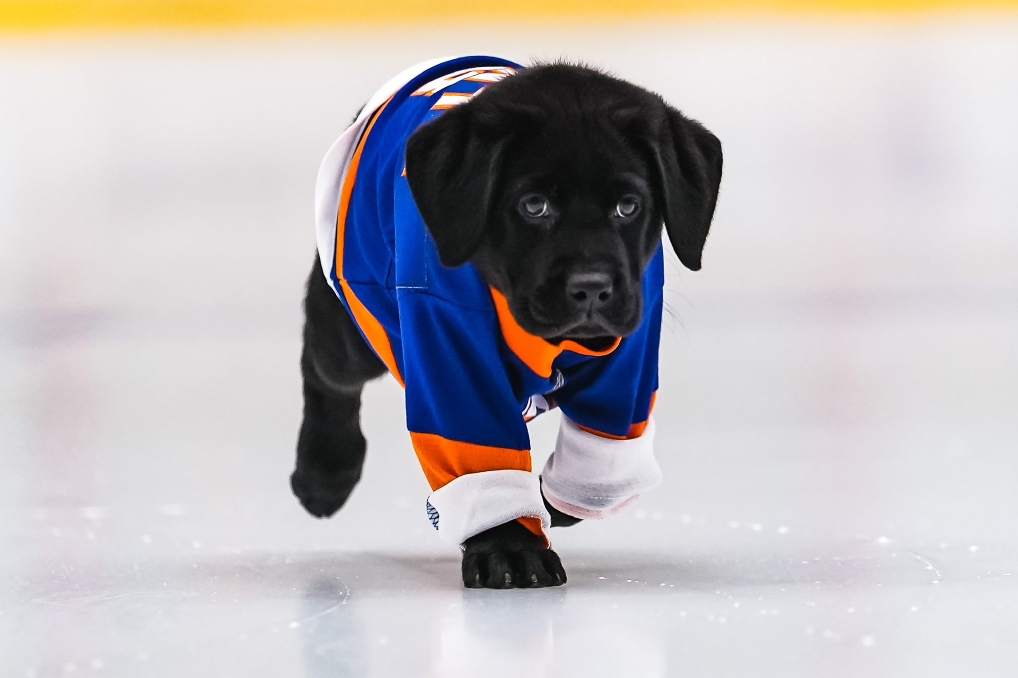 Islanders fans votes are in, the third New York Islanders’ Puppy With a
