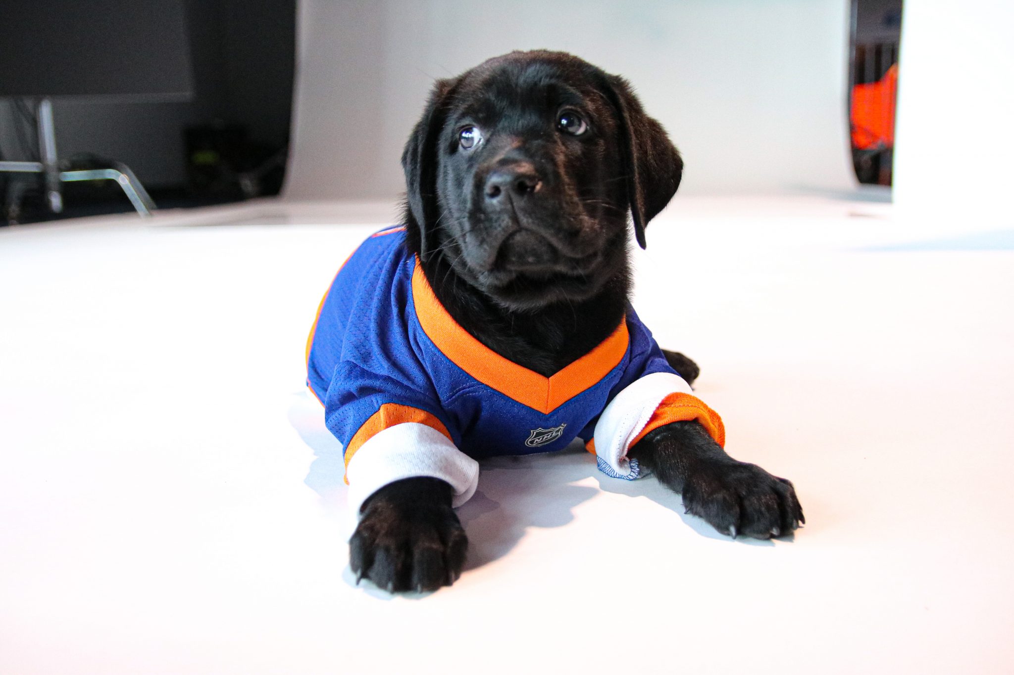 The New York Islanders need help naming their new service puppy