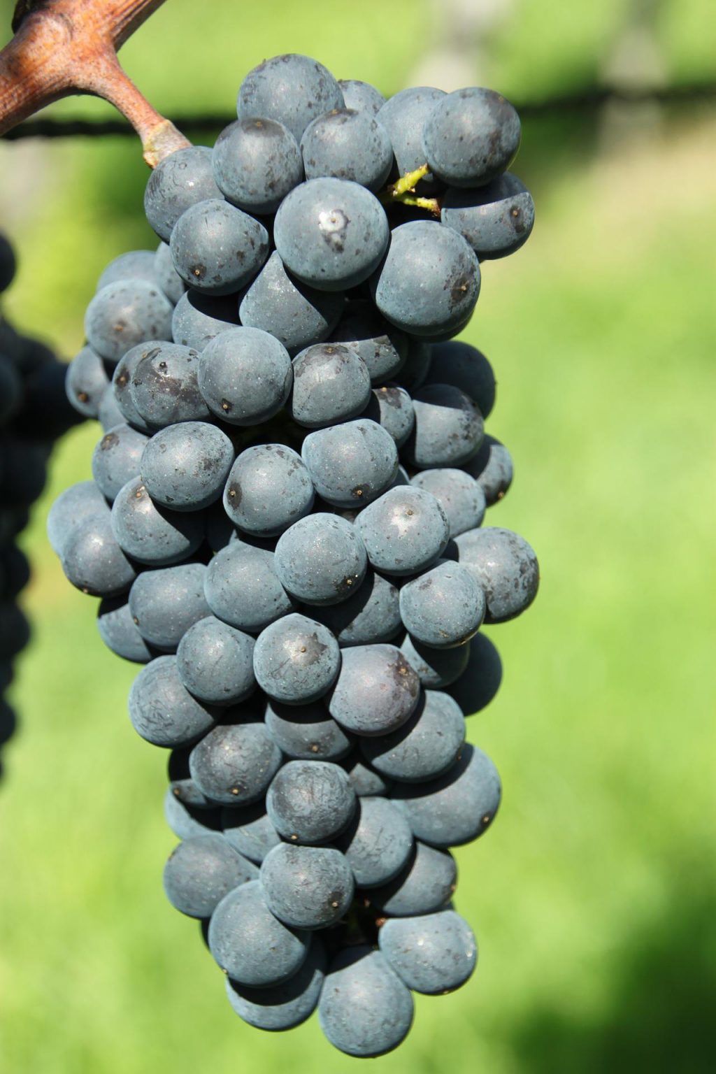 The Wine Connoisseur: Pinot Noir – The white wine lover’s grape | TBR ...