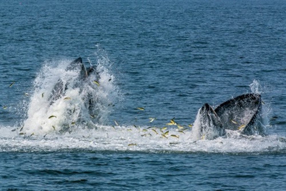 Whale sightings on the rise in Long Island waters | TBR News Media