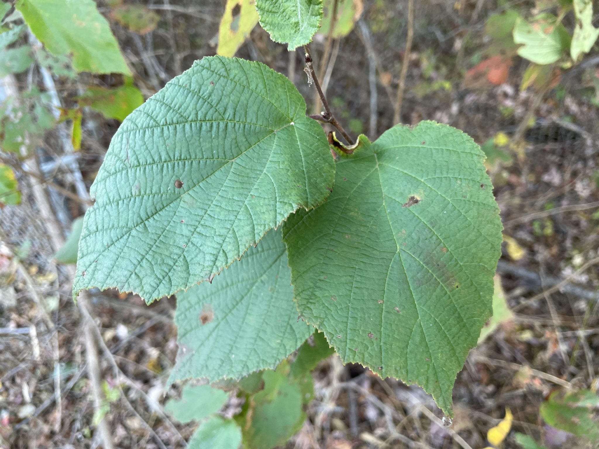 nature-matters-the-hazels-witch-hazel-and-american-hazelnut-tbr