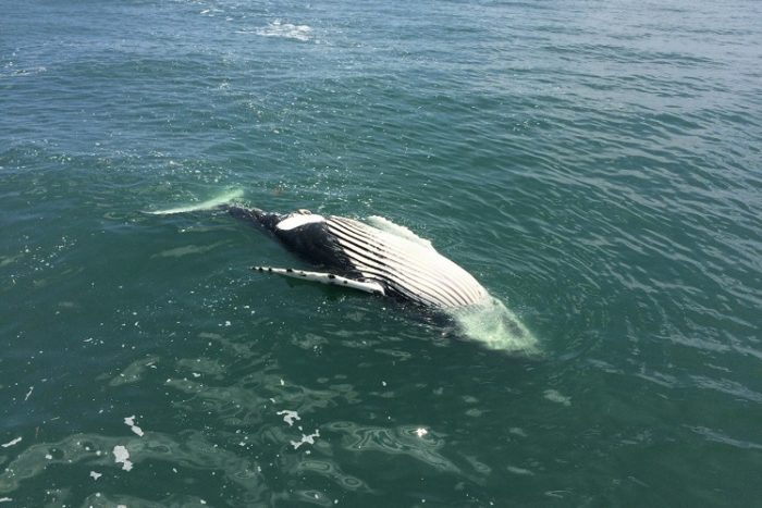 Humpback Whale Deaths Increase Along Eastern Seaboard Tbr News Media