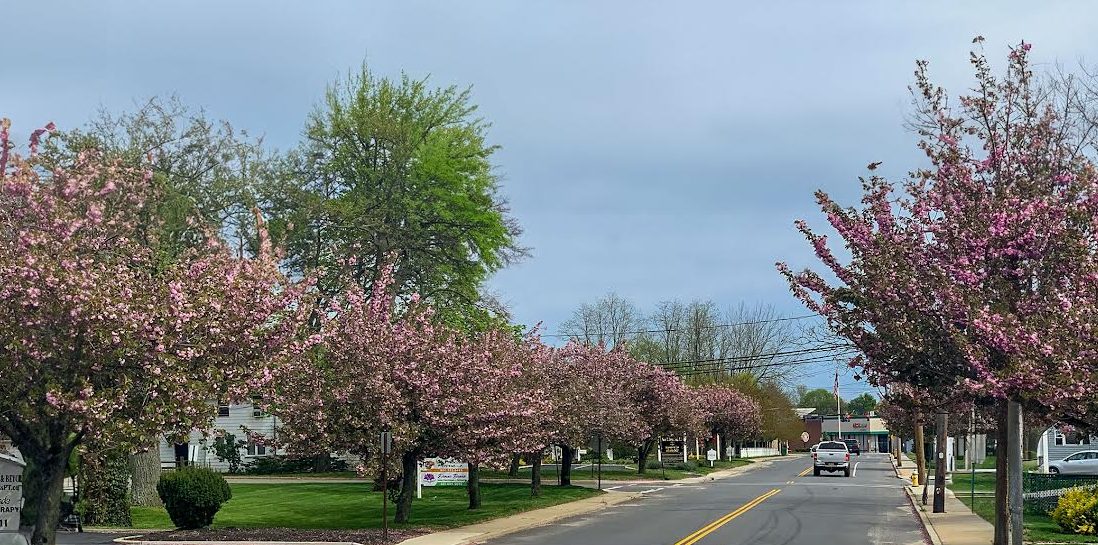 Town of Smithtown named Tree City USA by Arbor Day Foundation | TBR ...